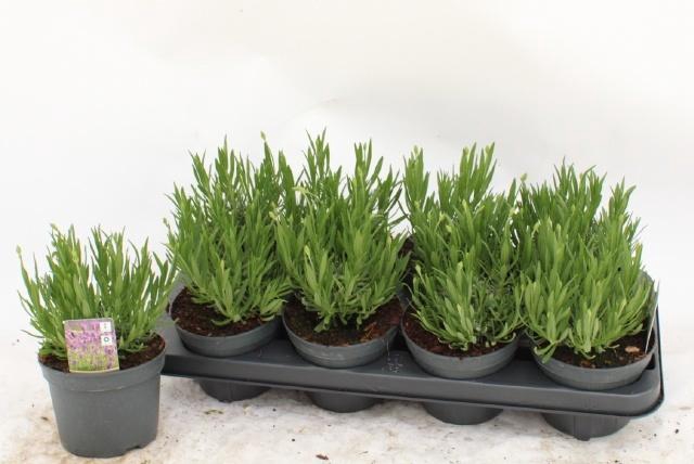 <h4>LAVAN AN AROMA WHITE</h4>