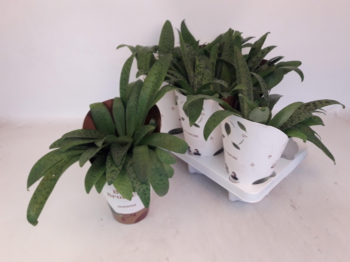 <h4>DRIMIOPSIS MACULATA</h4>