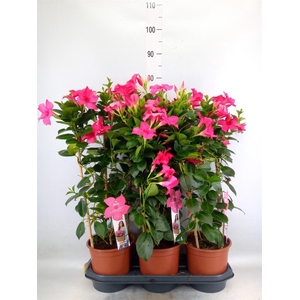 Mandevilla sand. 'SumStar Pink'