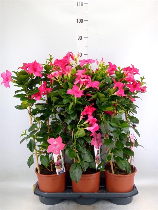 <h4>Mandevilla sand. 'SumStar Pink'</h4>