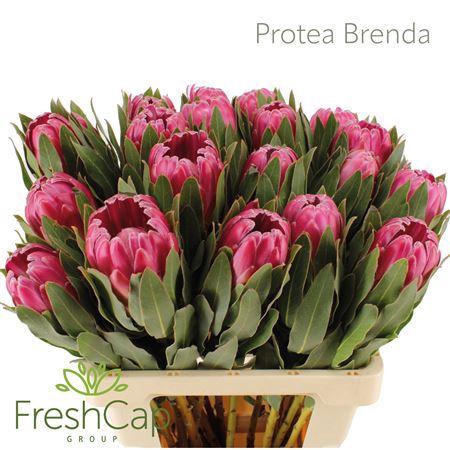 <h4>Protea Brenda</h4>