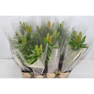 LIRIO VARIADO P12 QUADRADO