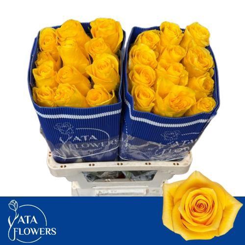 <h4>R GR MOMENTUM+</h4>