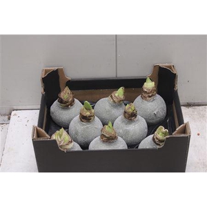 Amaryllis Bol Olijf Glitter