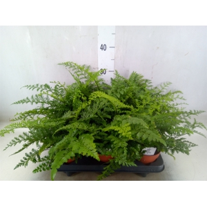 Asplenium  'Parvati'