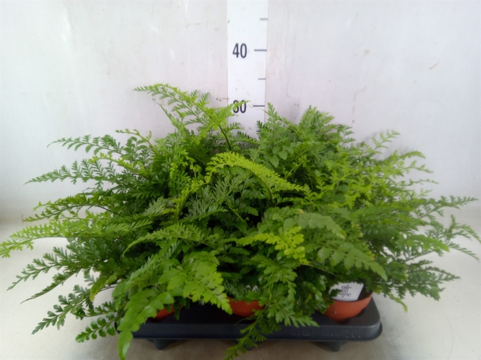 <h4>Asplenium  'Parvati'</h4>