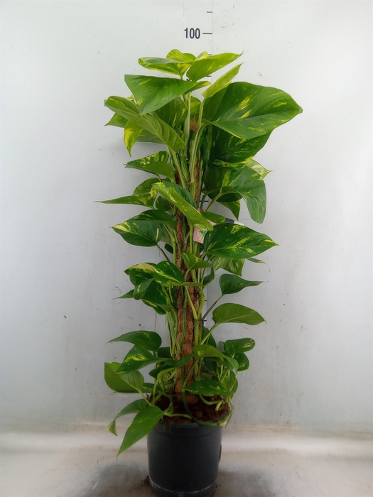 <h4>Epipremnum pinn.   ...moss stick</h4>
