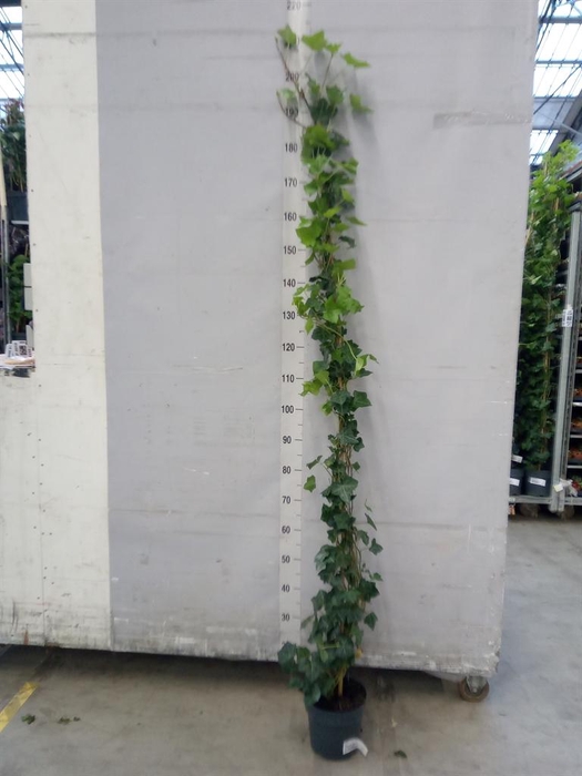 <h4>Hedera hibernica</h4>