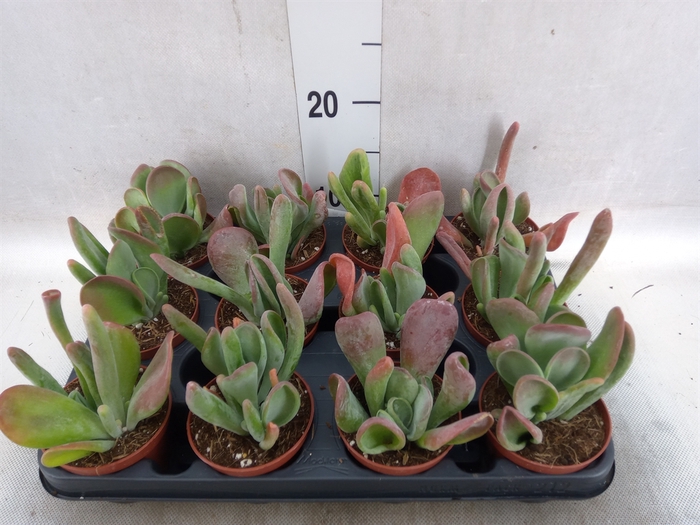 <h4>Kalanchoe NF   ...</h4>