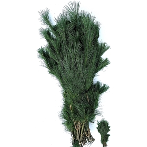 PINUS STROBUS BUND