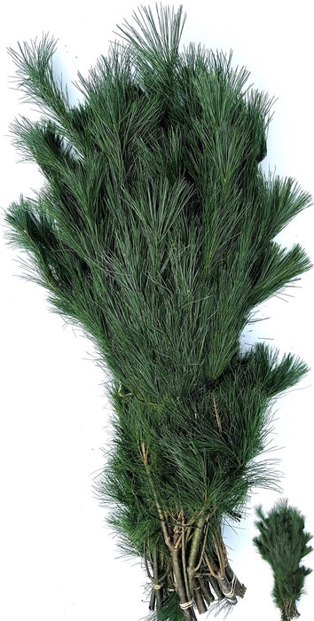 <h4>PINUS STROBUS BUND</h4>