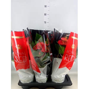 Anthurium andr. 'Madural'
