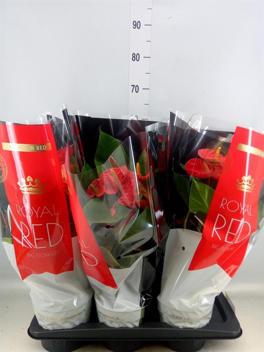 <h4>Anthurium andr. 'Madural'</h4>