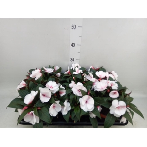 Impatiens NG 'White Pink Eye'