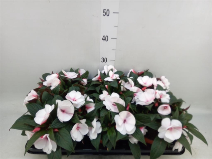 <h4>Impatiens NG 'White Pink Eye'</h4>
