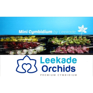Cymb Mi Mixed Leekade X5