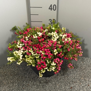 Pernettya 'Multi' schaal