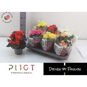 Begonia Elat. dubbelbloemig gemengd