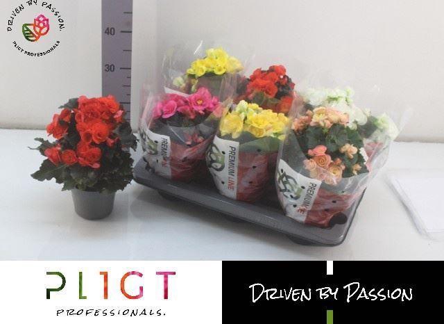<h4>Begonia Elat. dubbelbloemig gemengd</h4>