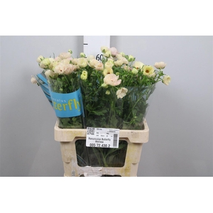 Ran Butterfly Melissa