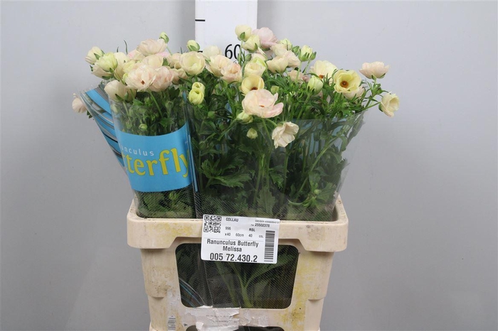 <h4>Ran Butterfly Melissa</h4>