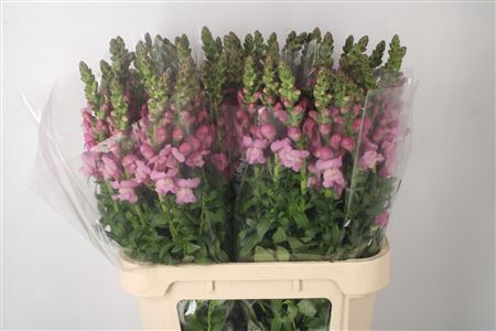 <h4>Antirrhinum Nl. Lavender Maryland</h4>