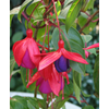 Fuchsia overig