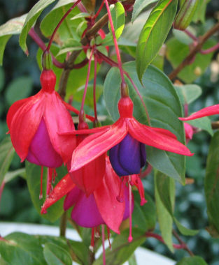 Fuchsia overig