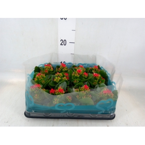Kalanchoe blos.   ..