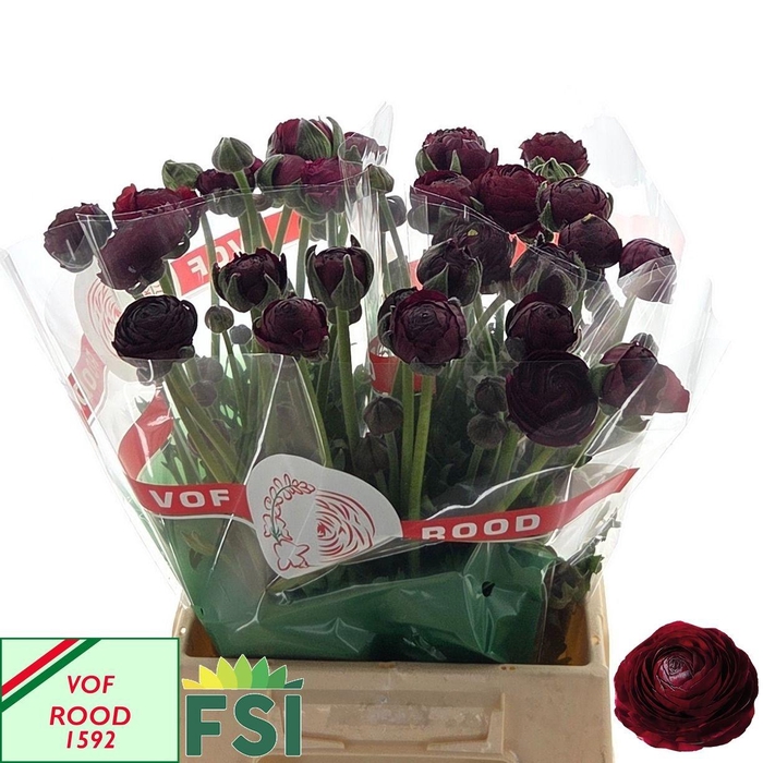 <h4>RAN AAZUR BORDEAUX</h4>