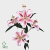 Rosa spray galina