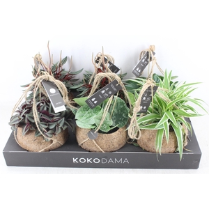 arr3 Kokoplant - Smit collection mix x6