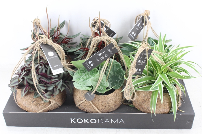 <h4>arr3 Kokoplant - Smit collection mix x6</h4>
