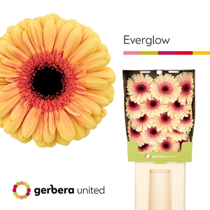 Gerbera diamond everglow