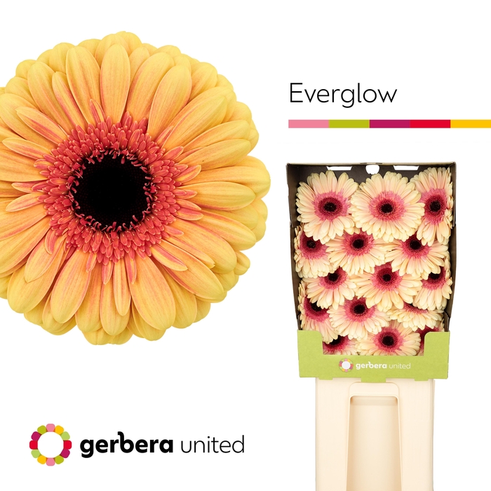 <h4>Gerbera diamond everglow</h4>