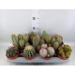 Cactus   ...mix