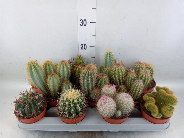 <h4>Cactus ...mix</h4>