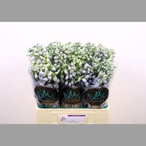 DELPH DU GUARD LAVEN