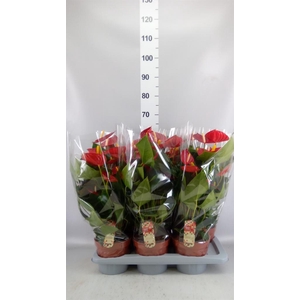 Anthurium andr. 'Tremendo'