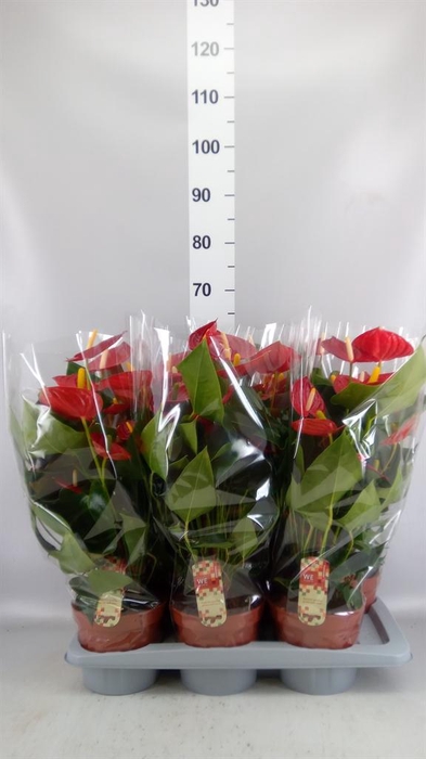 <h4>Anthurium andr. 'Tremendo'</h4>