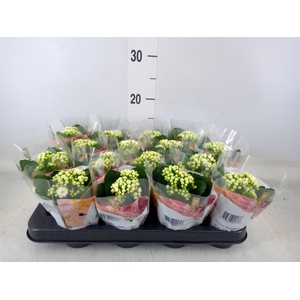 Kalanchoe blos. 'RosDon Dione'