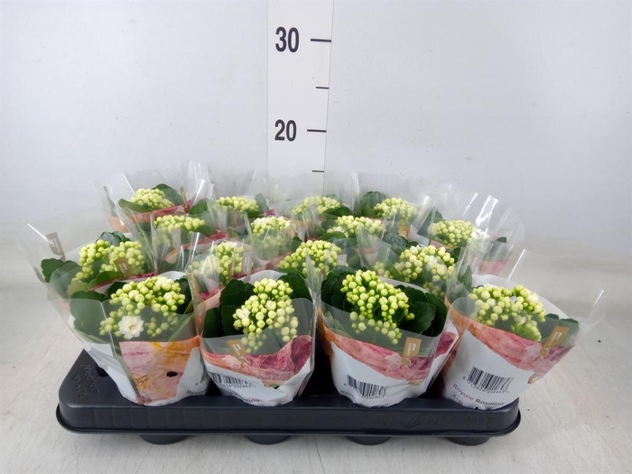 <h4>Kalanchoe blos. 'RosDon Dione'</h4>
