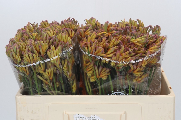 Anigozanthos Bush Blitz