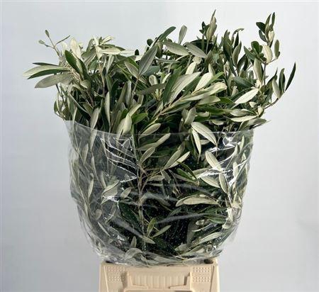 <h4>Olea europaea per bos</h4>