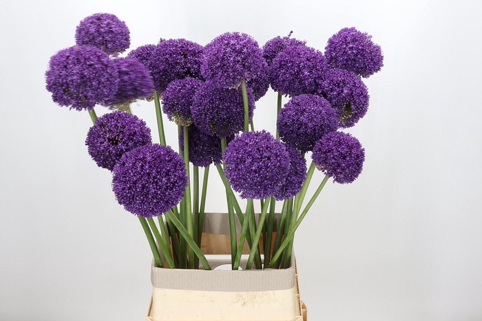 <h4>Allium Ambassador</h4>