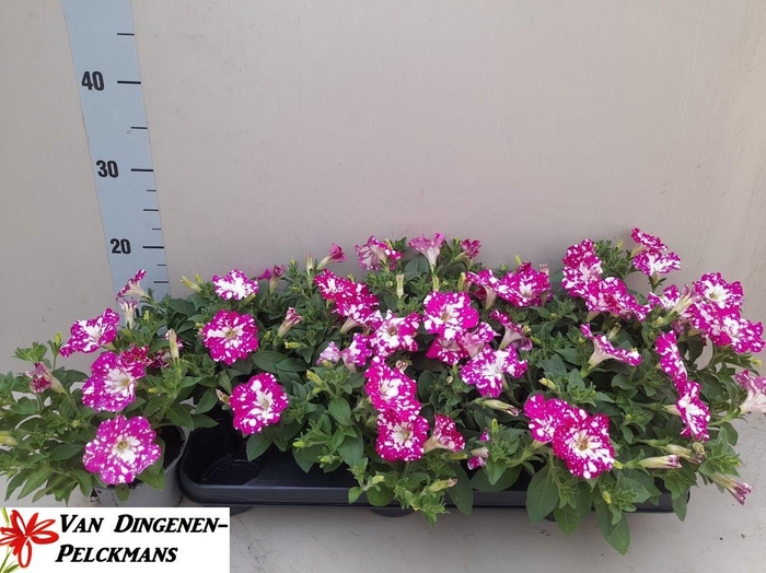 <h4>PET BABYDOLL</h4>