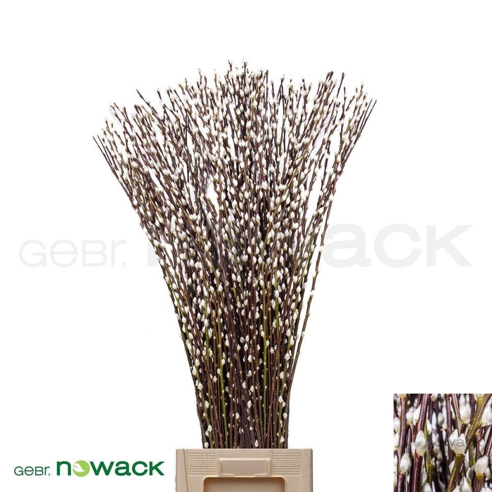 <h4>SALIX WILGENKATJES</h4>