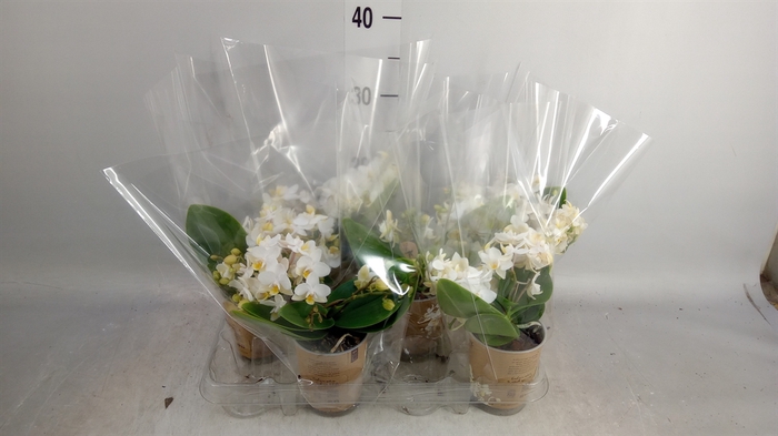 <h4>Phalaenopsis multi. 'Ant Nazare'</h4>