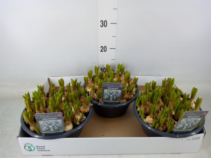 <h4>Muscari  'Mountain Lady'</h4>