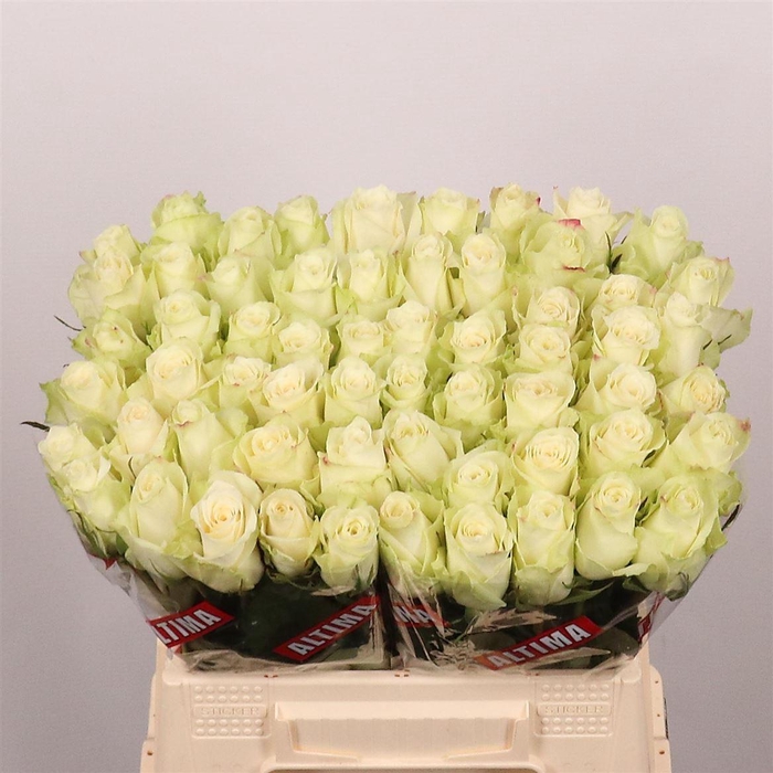 <h4>Rosa grootbloemig Athena</h4>